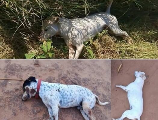 Revolta: Animais são mortos por envenenamento na zona rural de Palmas de Monte Alto