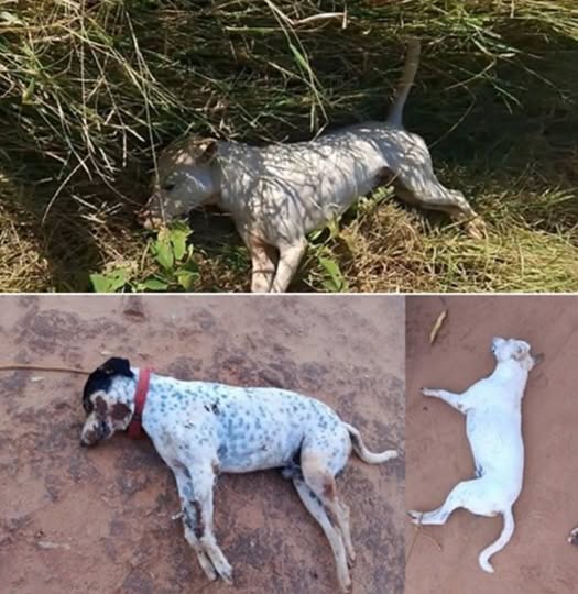 Revolta: Animais são mortos por envenenamento na zona rural de Palmas de Monte Alto