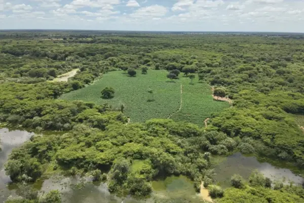Urgente: 38ª CIPM apreende 70 mil pés de maconha em Carinhanha