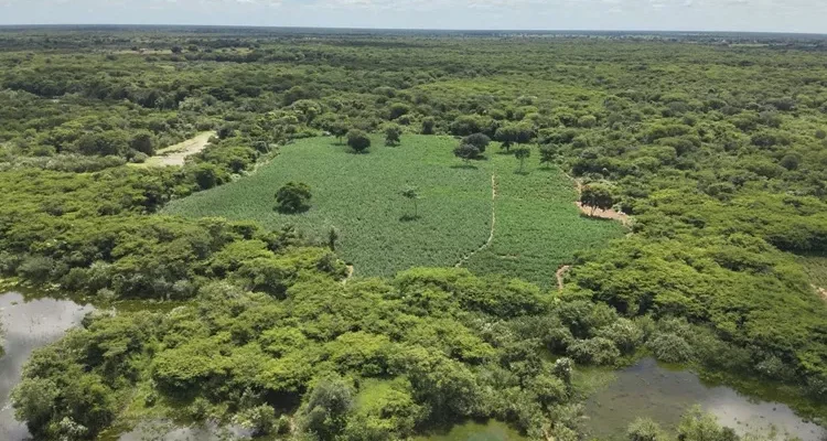 Urgente: 38ª CIPM apreende 70 mil pés de maconha em Carinhanha