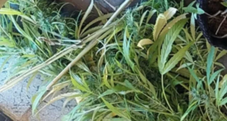 Se deu mal: Policiais apreende drogas e individuo em zona rural de Encruzilhada