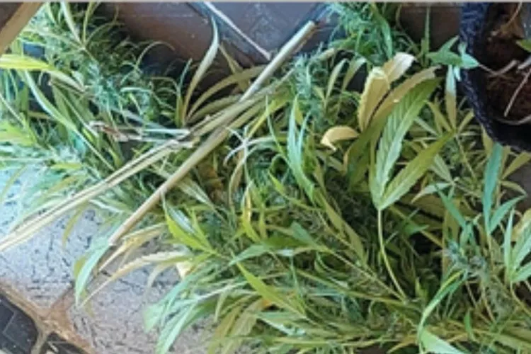 Se deu mal: Policiais apreende drogas e individuo em zona rural de Encruzilhada