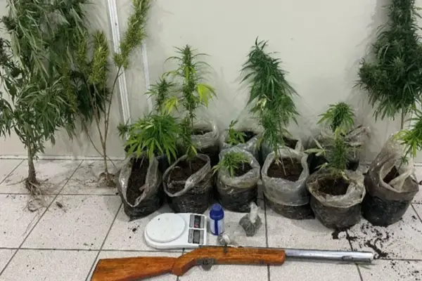 Policiais fazem apreensão de plantações de maconha e arma de fogo em Tremedal