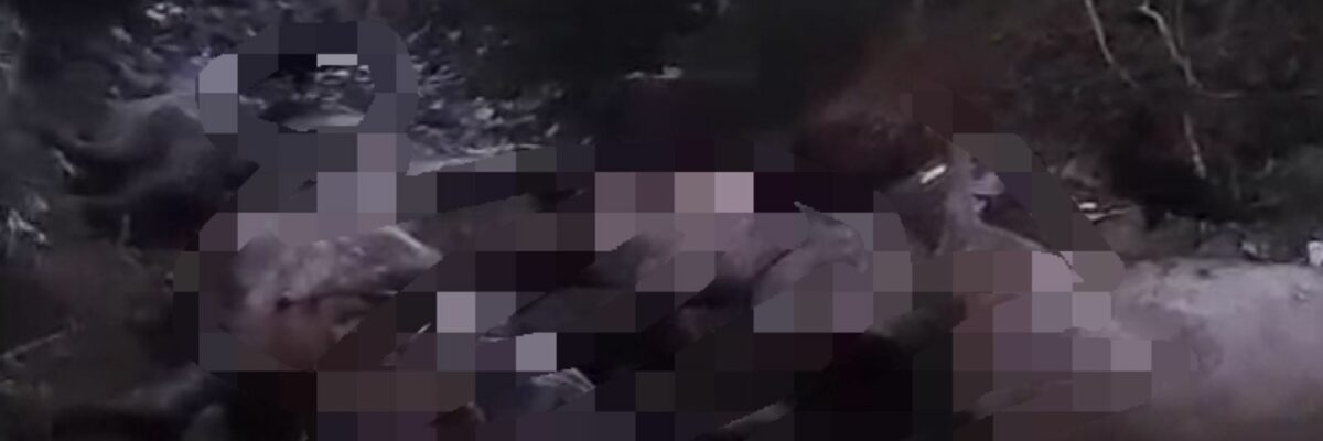 Descarte irregular de bois mortos causa transtornos no Bairro Bruno Bacelar em Vitória da Conquista