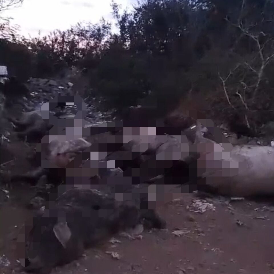 Descarte irregular de bois mortos causa transtornos no Bairro Bruno Bacelar em Vitória da Conquista