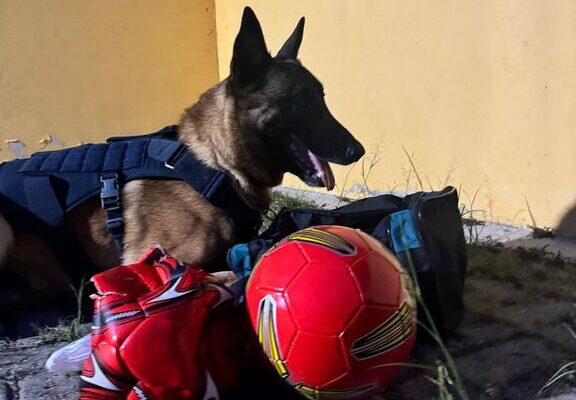 Conquista: Bom jogador Cão farejador encontra bola recheada de droga