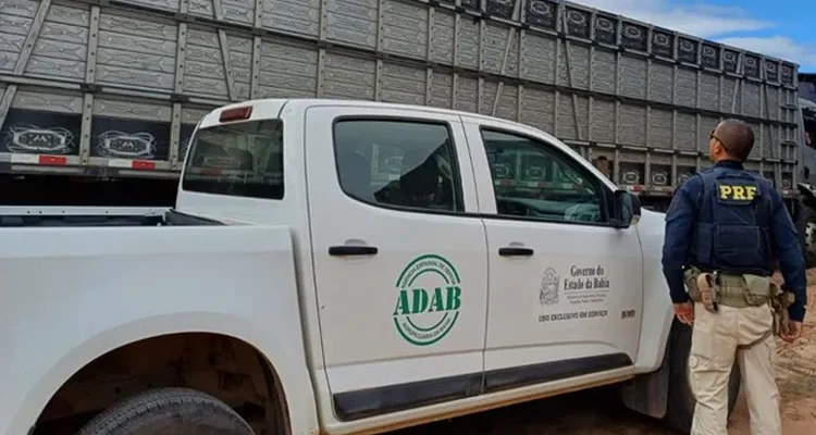 Escândalo na BR-242: 50 animais são resgatados em condições desumanas