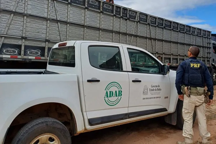 Escândalo na BR-242: 50 animais são resgatados em condições desumanas