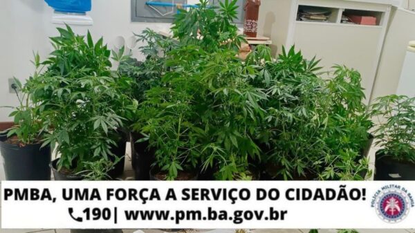 Polícia apreende pés de maconha e droga pronta para venda em Vitória da Conquista