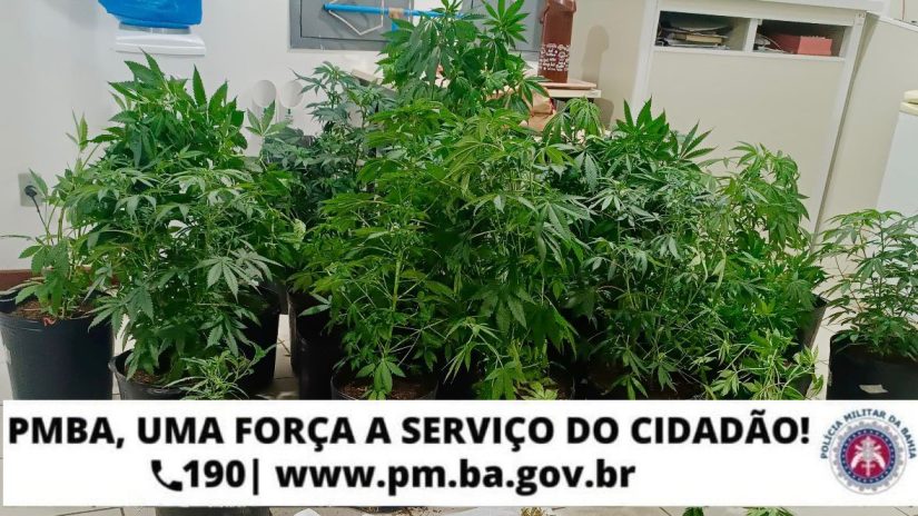 Polícia apreende pés de maconha e droga pronta para venda em Vitória da Conquista