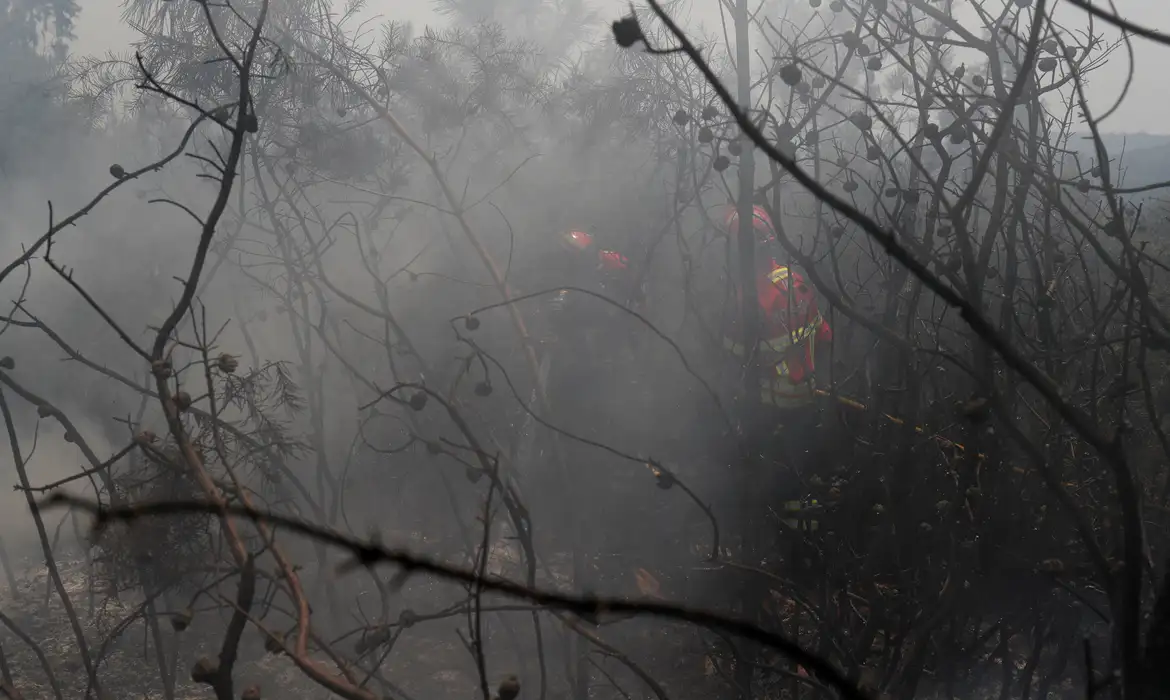 UE: incêndios florestais já queimaram mais de 1 milhão de hectares