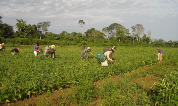 Programa AgroAmigo oferece R$ 1 bilhão em microcrédito