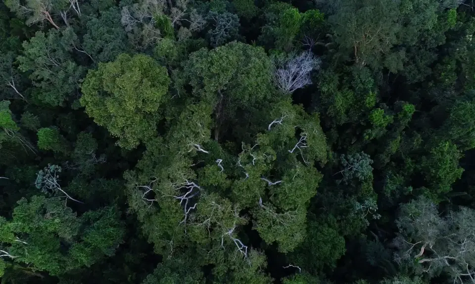 Países amazônicos defenderão fundo para preservar florestas
