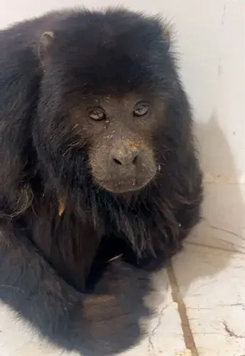 Macaco Bugio é resgatado após ataque de cães em comunidade de Livramento