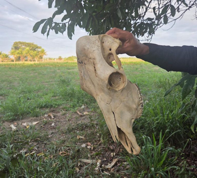 Esquema milionário de furto de gado desmantelado em operação policial na Bahia