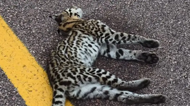 Tragédia na Mata: Jaguatirica é encontrada morta à beira da estrada em Andaraí