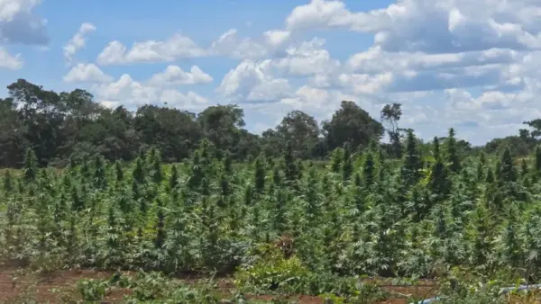 Polícia Civil Desmantela Imensa Plantação de Maconha em Bonito, na Chapada