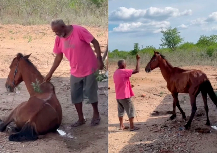 Cavalo se levanta após oração de rezador e emociona internautas na Bahia
