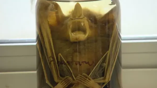 Raiva em Morcego em BH: Prefeitura Inicia Vacinação e Bloqueio Sanitário