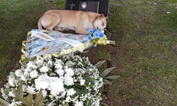Vitória da Conquista pode permitir sepultamento de animais com seus tutores