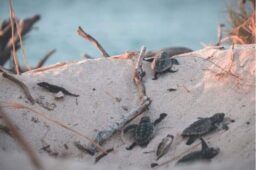 MPF solicita suspensão de obras em Salvador que ameaçam tartarugas marinhas