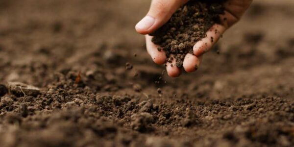 IV Simpósio Brasileiro de Solos Arenosos se prepara para agitar Luís Eduardo Magalhães