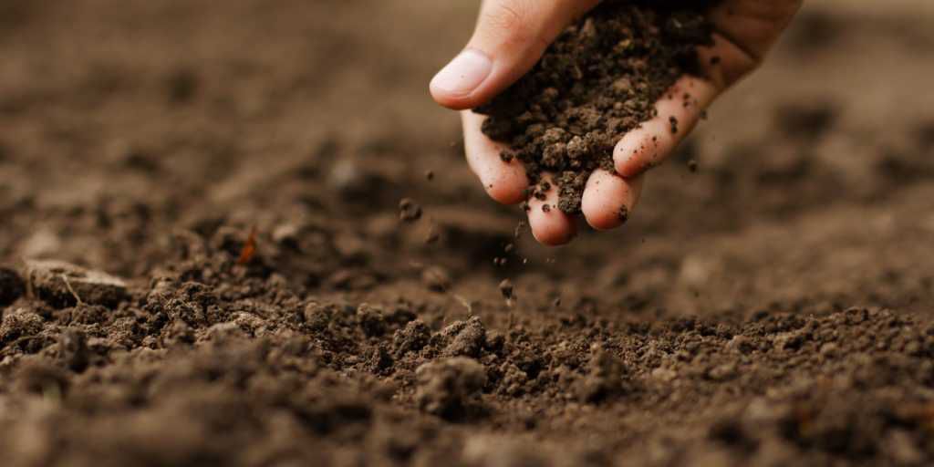 IV Simpósio Brasileiro de Solos Arenosos se prepara para agitar Luís Eduardo Magalhães