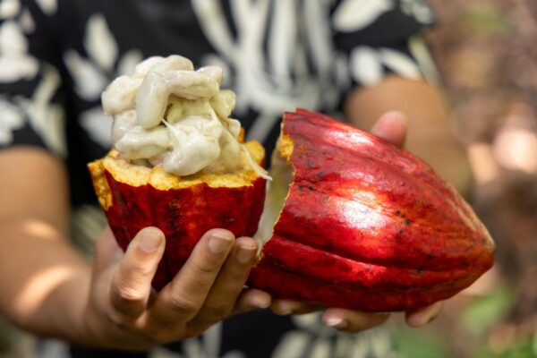 Avanços no PL do Cacau prometem fortalecer a produção baiana