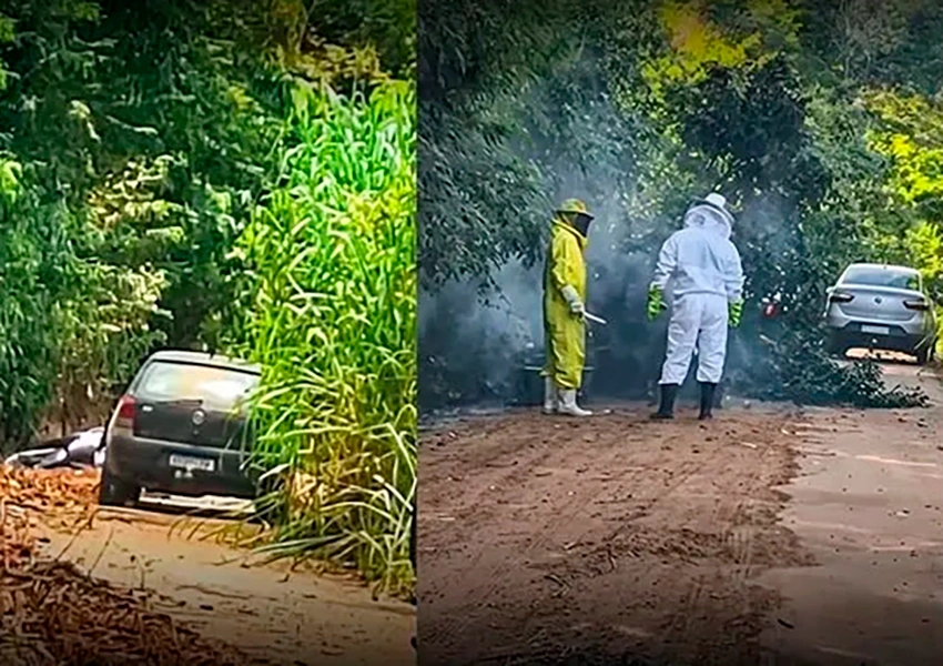 Homem é vítima fatal de ataque de abelhas na divisa entre Bahia e Minas Gerais