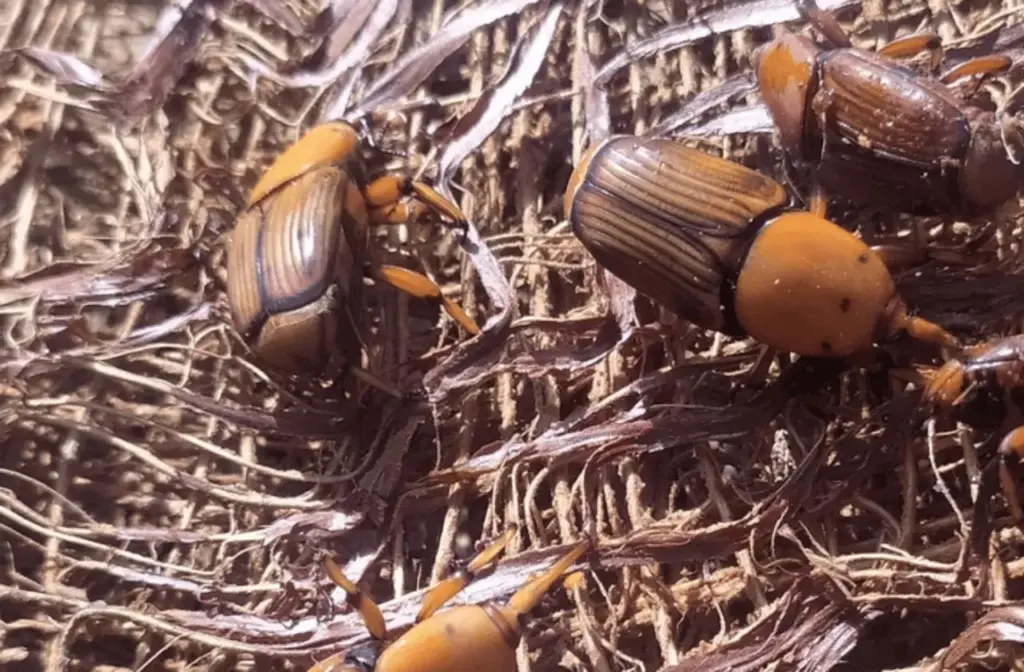 Alerta sobre o bicudo-vermelho: riscos e medidas de prevenção no Brasil