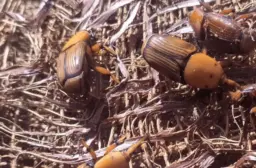 Alerta sobre o bicudo-vermelho: riscos e medidas de prevenção no Brasil