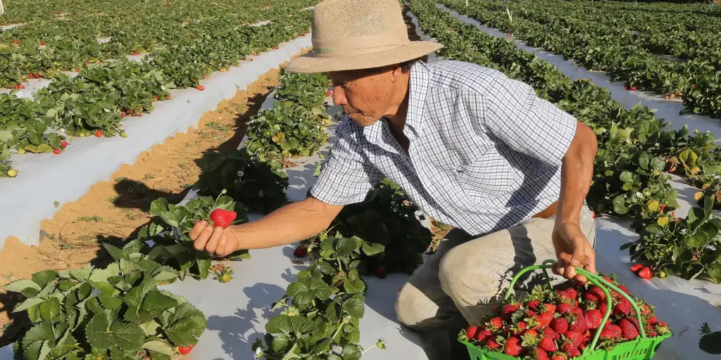 Benefício do Garantia-Safra começa a ser pago a agricultores afetados
