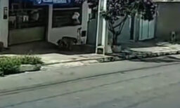 Alerta em Vitória da Conquista: Cães soltos no Bairro Cruzeiro geram preocupação