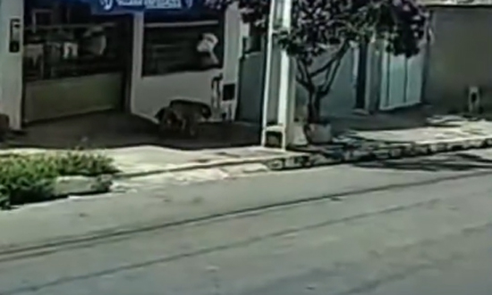 Alerta em Vitória da Conquista: Cães soltos no Bairro Cruzeiro geram preocupação