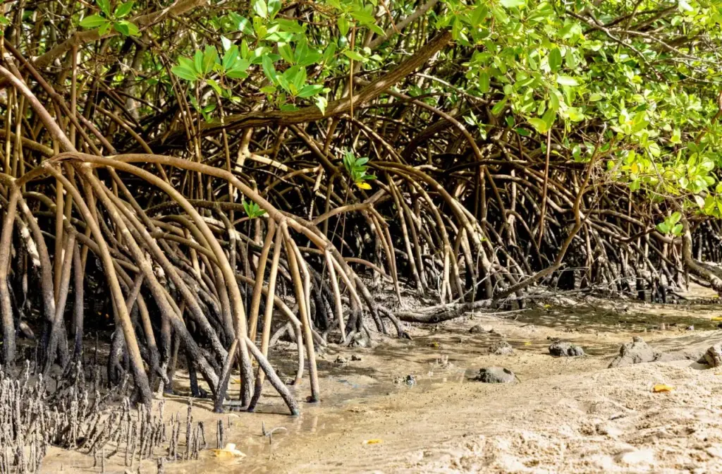 Bahia lidera o Nordeste com a maior área de manguezais do Brasil