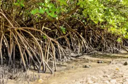 Bahia lidera o Nordeste com a maior área de manguezais do Brasil