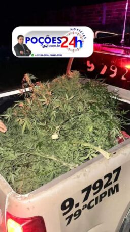 Suspeito de feminicídio é detido em Planalto e polícia descobre plantação de drogas