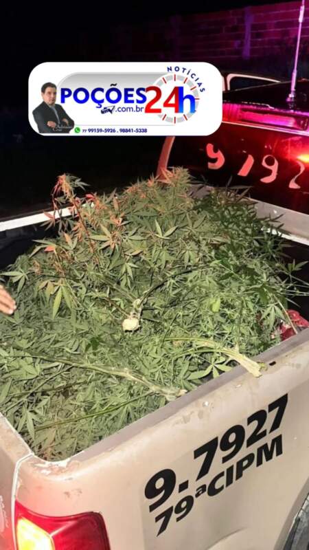 Suspeito de feminicídio é detido em Planalto e polícia descobre plantação de drogas