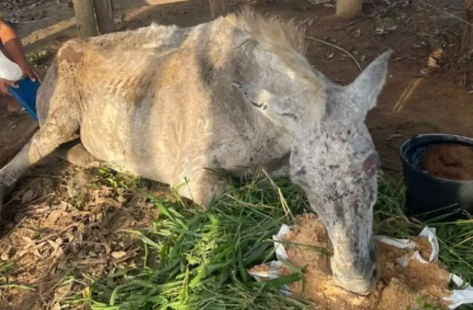 PRF resgata cavalo em situação crítica em Poções, Bahia