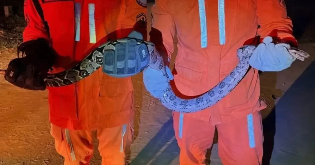 Bombeiros resgatam jiboia de 1,5 metro em Bom Jesus da Lapa