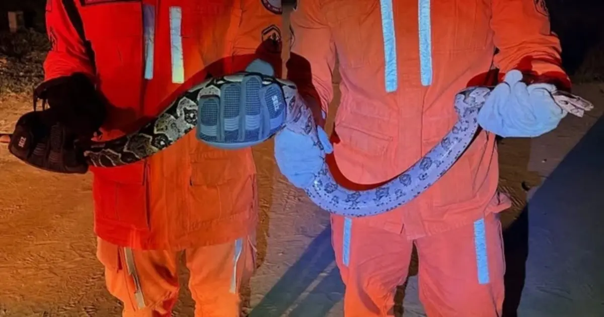 Bombeiros resgatam jiboia de 1,5 metro em Bom Jesus da Lapa