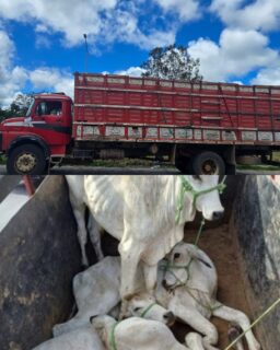 Transporte irregular de bovinos é flagrado pela CIPRv/Brumado em Vitória da Conquista
