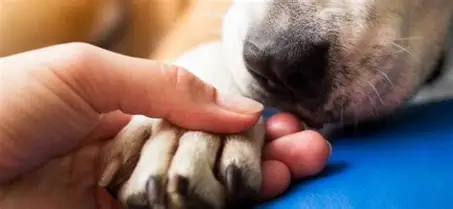 Homem é preso por matar cachorro a pauladas em Ituaçu