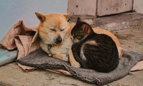 Ótima Notícia: STF decide que prefeituras têm obrigação de resgatar e cuidar de cães e gatos abandonados