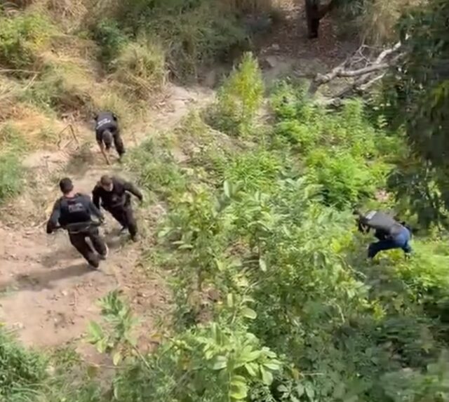 Operação conjunta das Polícias Civil e Militar desarticula plantação com cerca de 3 mil pés de maconha em Caetité