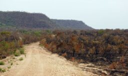 Mapbiomas: menor vegetação nativa expõe mais o país ao El Niño