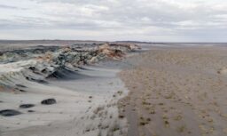 Fungos podem restaurar terras degradadas e combater crise climática