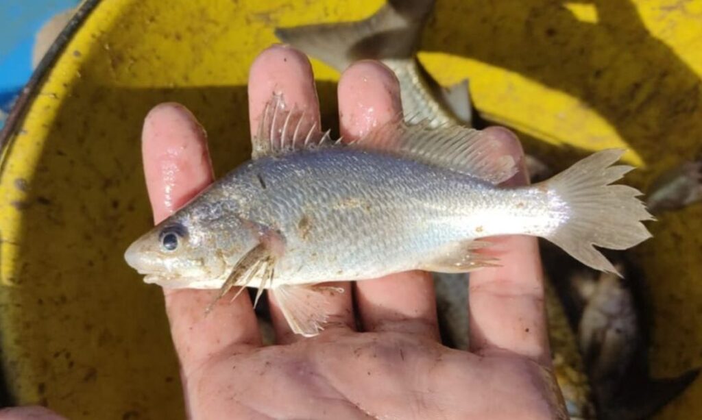 Cientistas identificam taxa recorde de deformações em peixes do ES Cientistas identificam taxa recorde de deformações em peixes do ES