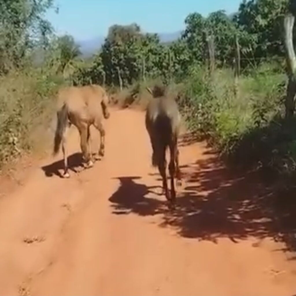 Revoltante: Empresário é suspeito de invadir propriedade e atirar contra animais em Livramento de Nossa Senhora Revoltante: Empresário é suspeito de invadir propriedade e atirar contra animais em Livramento de Nossa Senhora