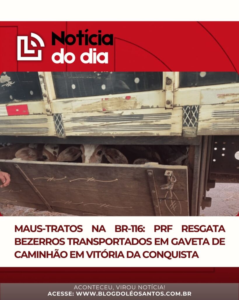 Bezerros são encontrados espremidos em compartimento de caminhão na BR-116, em Vitória da Conquista Bezerros são encontrados espremidos em compartimento de caminhão na BR-116, em Vitória da Conquista